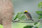 (Ploceus philippinus) Bayar Weaver ♂