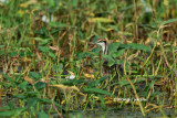 (Hydrophasianus chirurgus) Pheasant-tailed Jacana