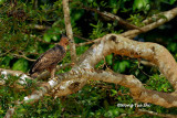 (Spizaetus nanus nanus)Wallace's Hawk-eagle