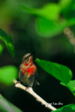 (Aethopyga siparaja) Eastern Crimson Sunbird ♂
