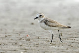 (Charadrius mongolus) Lesser Sand Plover