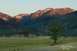 Lone Tree 4231 800.jpg