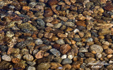 Pebbles 800.jpg
