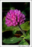 Clover 3389.jpg