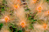 Seed Disbursing Plant