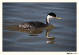 20100507_Bear River_0202.jpg