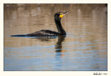 20100507_Bear River_0333.jpg