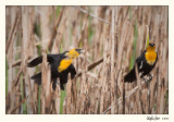 20100508_Bear River_0481.jpg