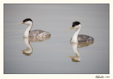 20100508_Bear River_0882.jpg