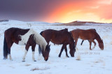 Wild horses and winter sunset.jpg