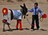 Jalpa Burro Festival Three