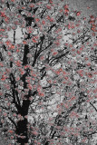 6177-3 Les cerises d'eau - Saint-Bruno - Québec