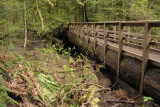 Cathedral Grove