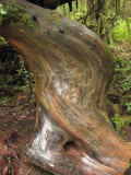 Pacific Rim National Park