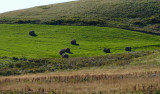 P1080033-2 Îles-de-la-Madeleine - Québec