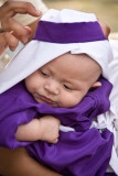 The youngest processioner