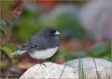 Juncos-Rock.jpg