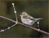 Commom Redpoll