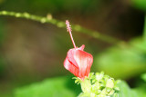 Turk's Cap (Malvaviscus arboreus)