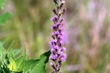 Narrow Leaf Gay Flower (Liatris mucronata)