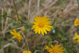 Golden Aster (Heterotheca subaxillaris)