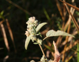 Wooly Croton (Croton capitatus)