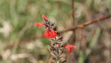 Tropical Sage (Salvia cocconea)