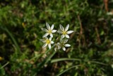 False Garlic (Nothoscordum bivalve)