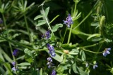 Deer-Pea Vetch (Vicia ludoviciana)