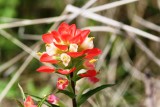 Indian Paintbrush (Castilleja indivisa)