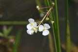 Beaked Burrhead (Echinadorus rostratus)