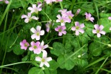 Violet Wood Sorrel (Oxalis violacea)