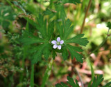 Carolina Geranium (Geranium carolinianum)