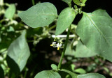 American Nightshade (Solanum ptychanthum)
