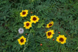 Plains Coreopsis (Coreopsis tinctoria)