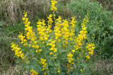 Wild Indigo, Plains (Baptisia bracteata)
