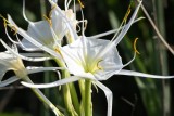 Spider Lilly (Hymenocallis liriosme)