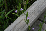 Lance-Leafed Water-Willow