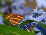 P5093741cs.jpg