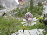 Flores silvestres