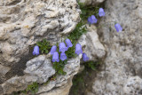 Flores salvajes