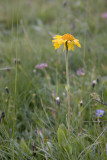 Flores salvajes