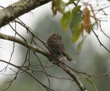 Mountain Pygmy Owl_Mitziton San Cristobal area