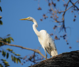 Great Egret_Tuxtla Zoo