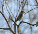 Nuttings Flycatcher_El Sumidero