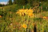 7056 wildflower stillwater.jpg