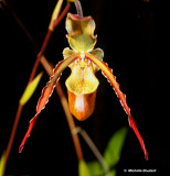 IMG_0589_1_1.jpg Orchidée
