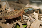 Algiroide magnifico ( Algyroides nigropunctatus)