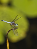 Aransas Wildlife Refuge