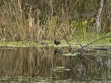 Brazos Bend State Park